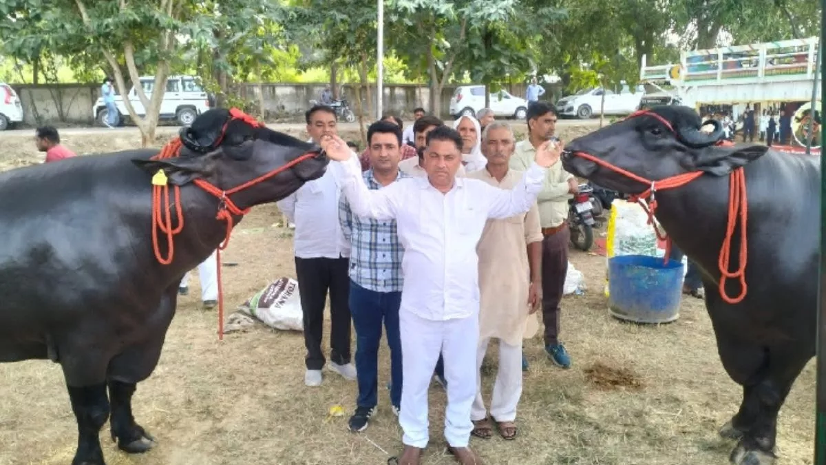 इतने करोड़ में तो मर्सिडीज और फरारी आ जाती... 'विधायक' भैंसा बना चैंपियन, आखिर ऐसा क्या है इसमें खास? इतने करोड़ में तो मर्सिडीज और फरारी आ जाती... 'विधायक' भैंसा बना चैंपियन, आखिर ऐसा क्या है इसमें खास?