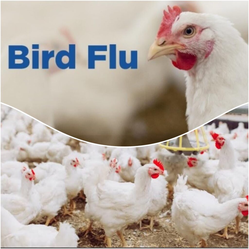 केरल में बर्ड फ्लू की दस्तक, स्वास्थ्य विभाग हुआ अलर्ट