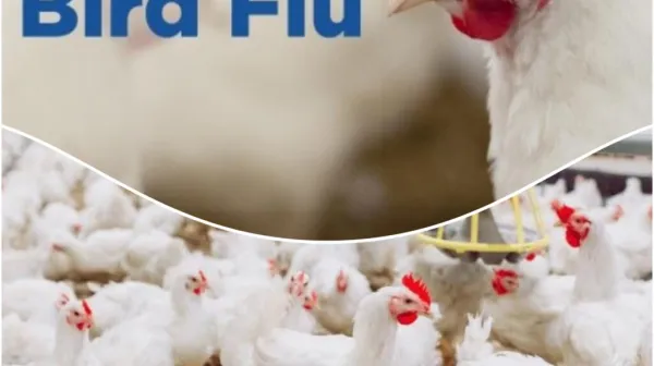 केरल में बर्ड फ्लू की दस्तक, स्वास्थ्य विभाग हुआ अलर्ट